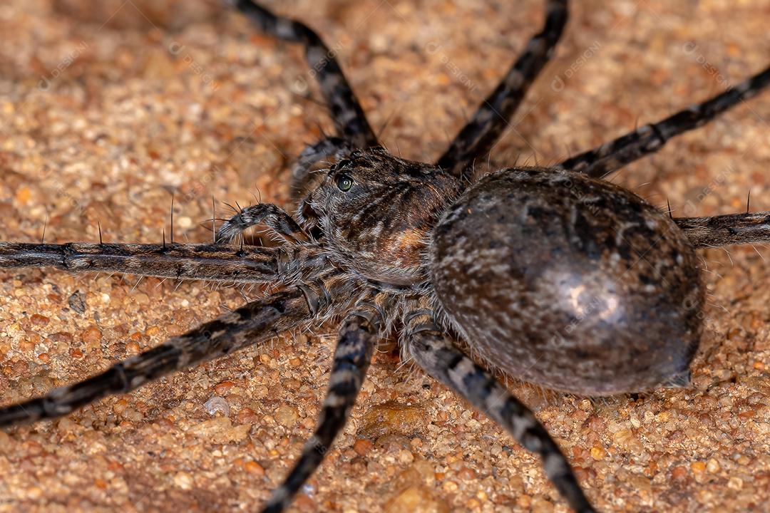 Aranha adulta feminina Trechaleid da família Trechaleid é uma espécie de aranha aquática