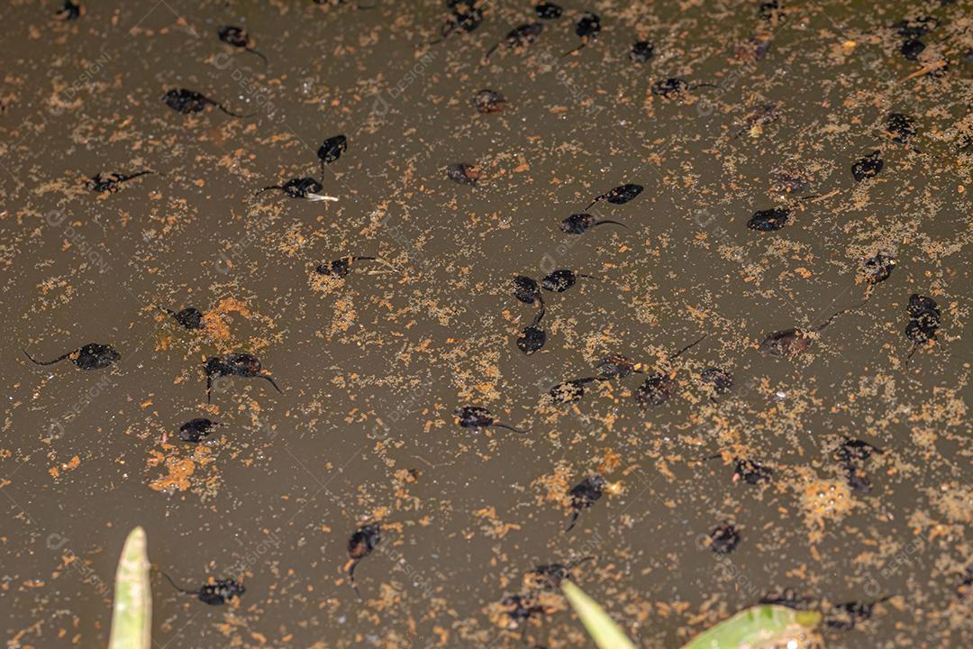 Pequenos girinos de Cururu Toad da espécie Rhinella diptycha em um lago