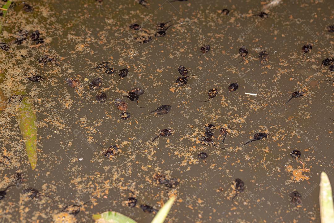 Pequenos girinos de Cururu Toad da espécie Rhinella diptycha em um lago