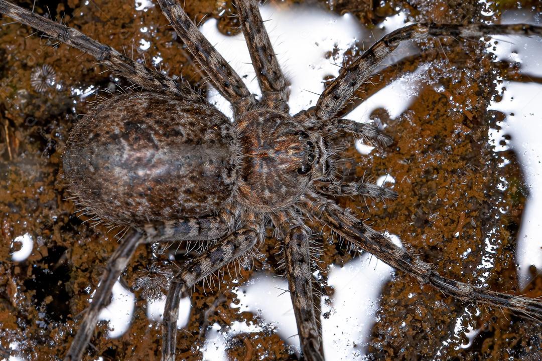Aranha Trechaleid adulta feminina da família Trechaleid é uma espécie de aranha