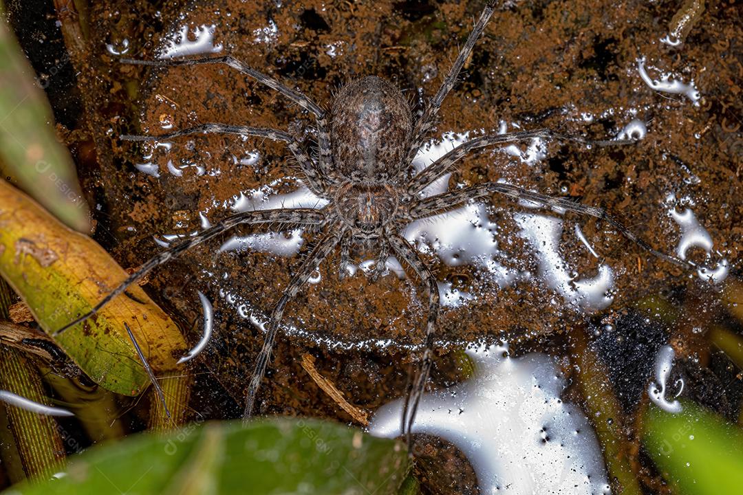 Aranha Trechaleid adulta feminina da família Trechaleid é uma espécie de aranha