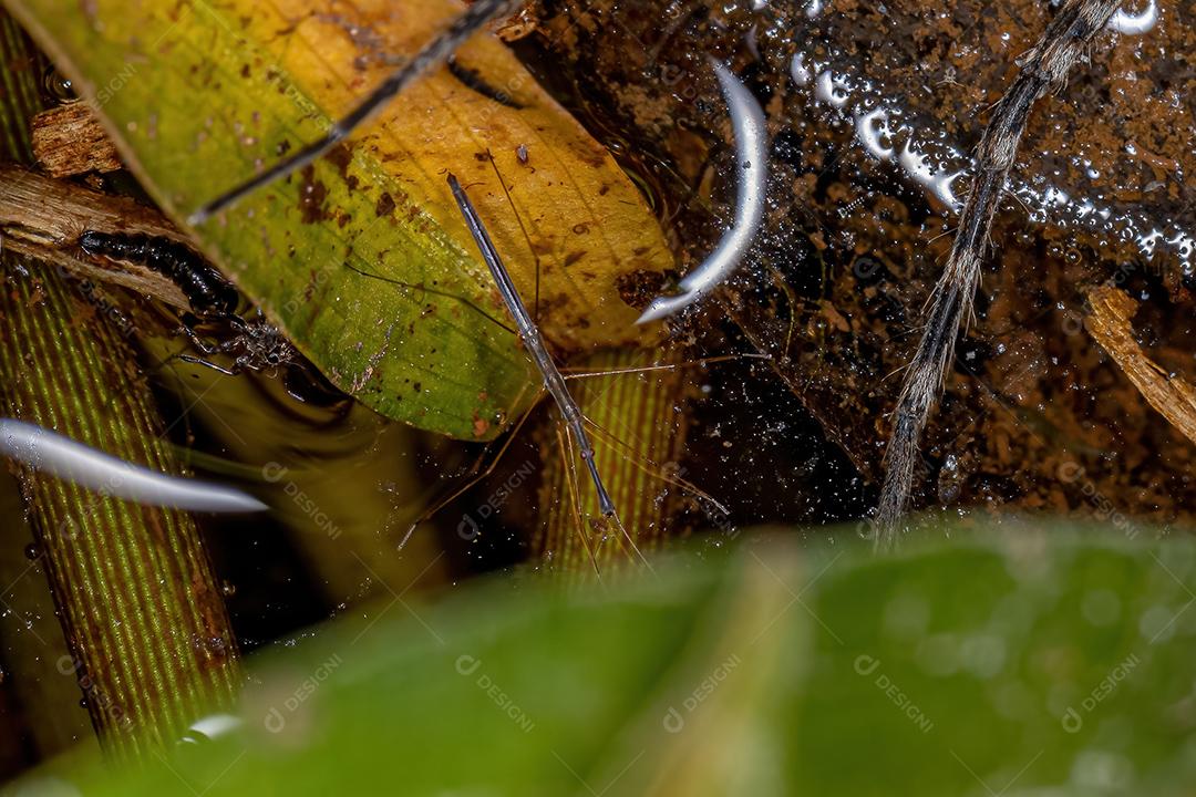 Medição de Água para Adultos do Gênero Hydrometra