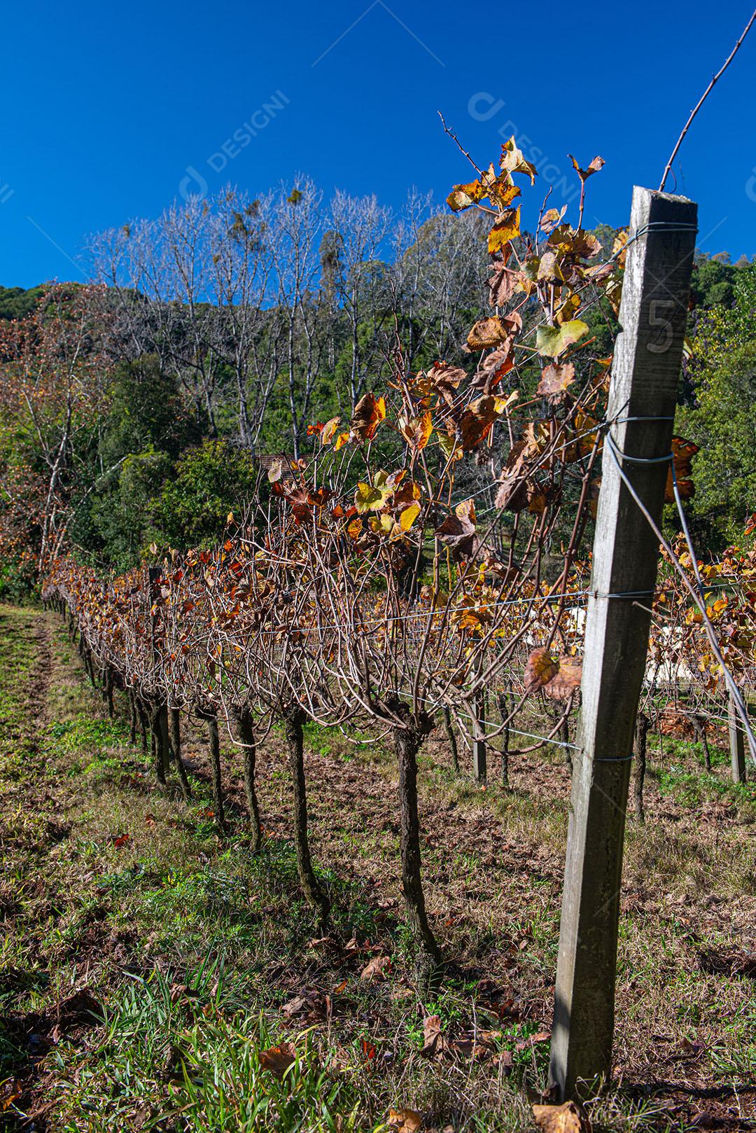 Vinhedo Com Plantações De Uvas Cabernet Imagem JPG