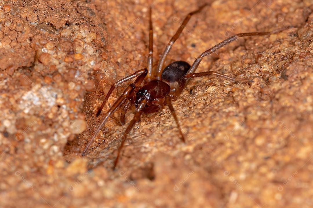 Formiga mímica Sac Spider da espécie Falconina gracilis