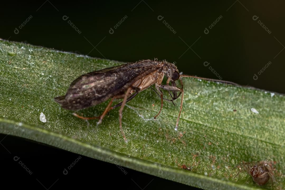 Inseto Caddisfly Adulto Morto da Ordem Trichoptera