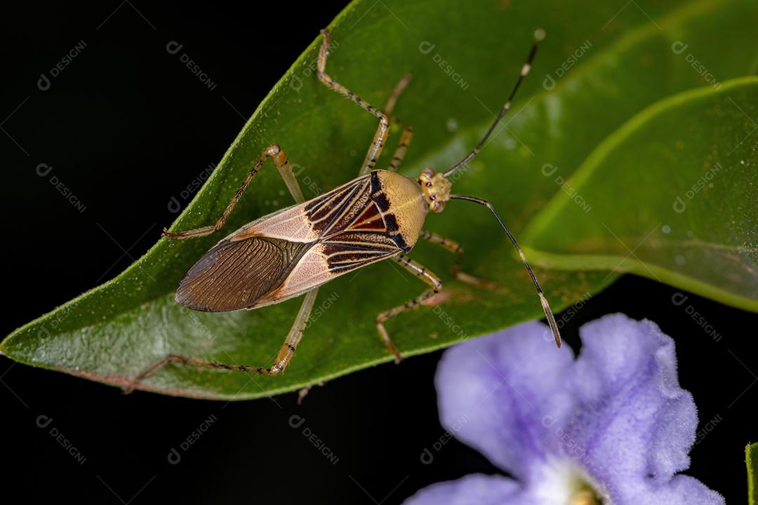 Inseto-pé-de-folha adulto do gênero Hypselonotus