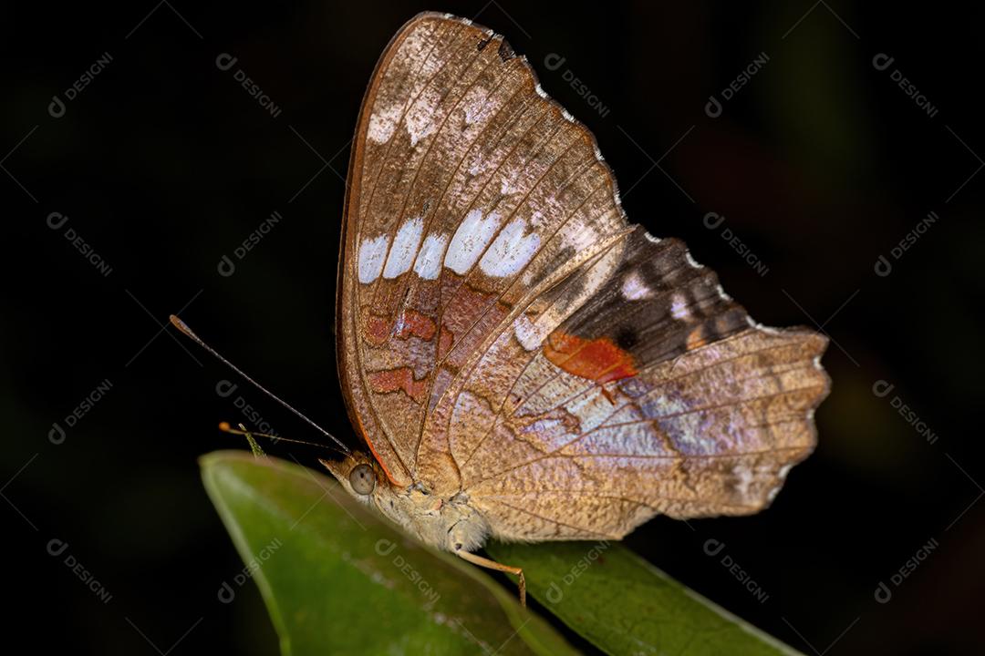 Borboleta de pavão vermelho adulto masculino da espécie Anartia amathea