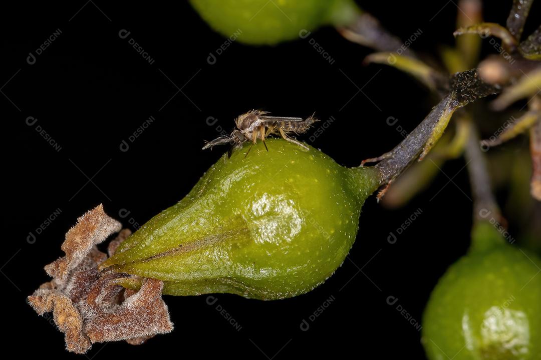 Mosca nematocera adulta pequena da subordem Nematocera