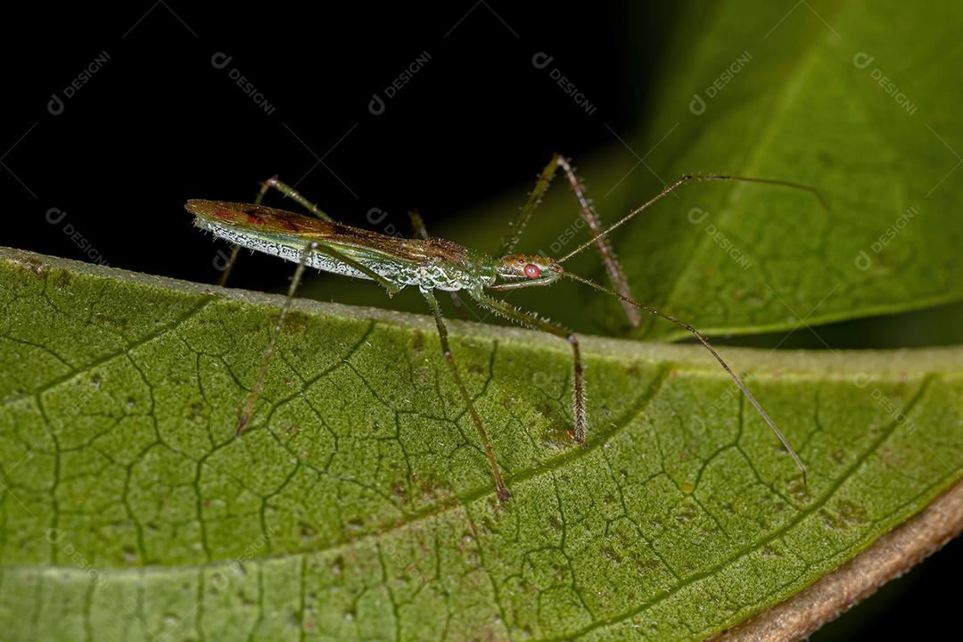Inseto Assassino Adulto da Tribo Harpactorini