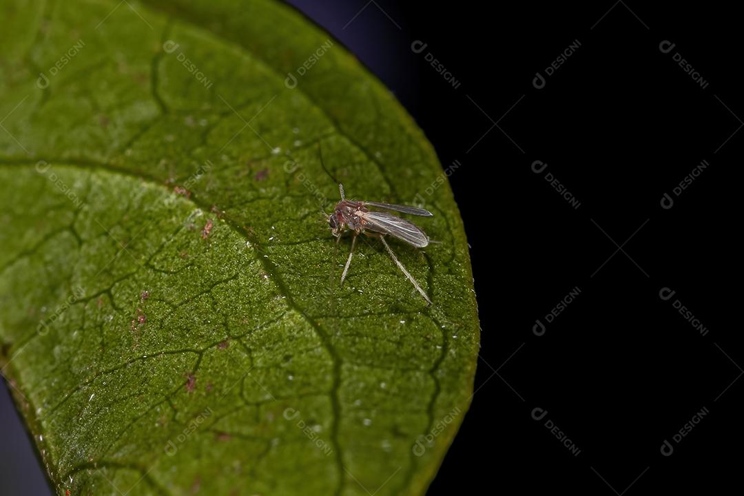 Mosca nematocera adulta pequena da subordem Nematocera