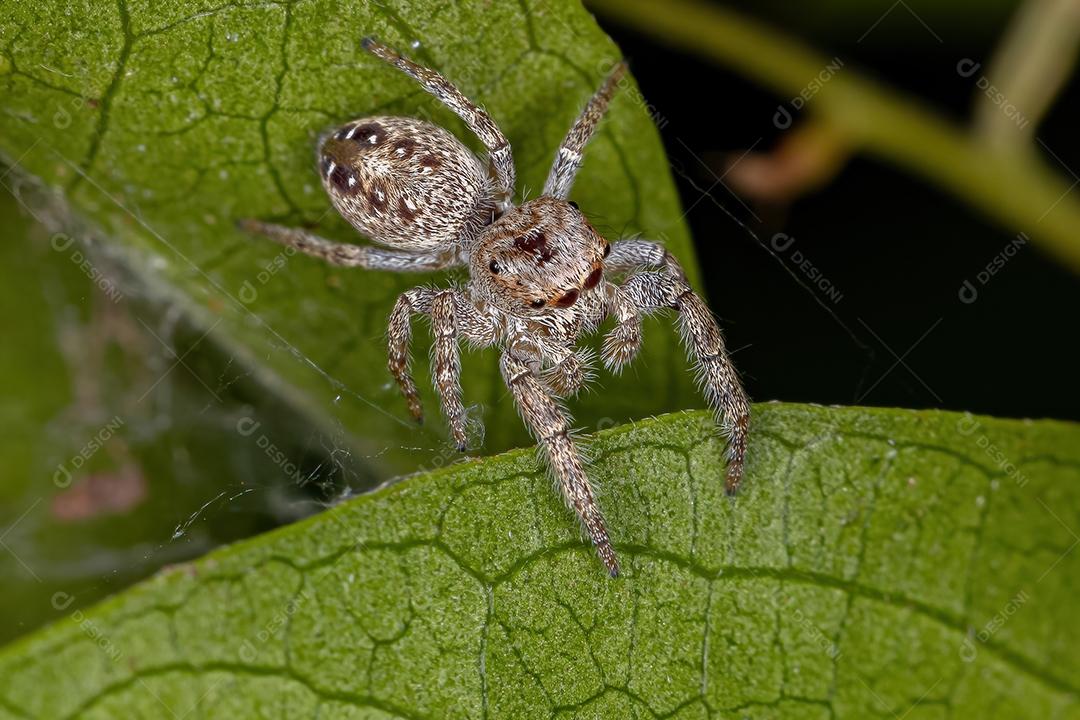 Pequena aranha saltadora masculina da subtribo Dendryphantina