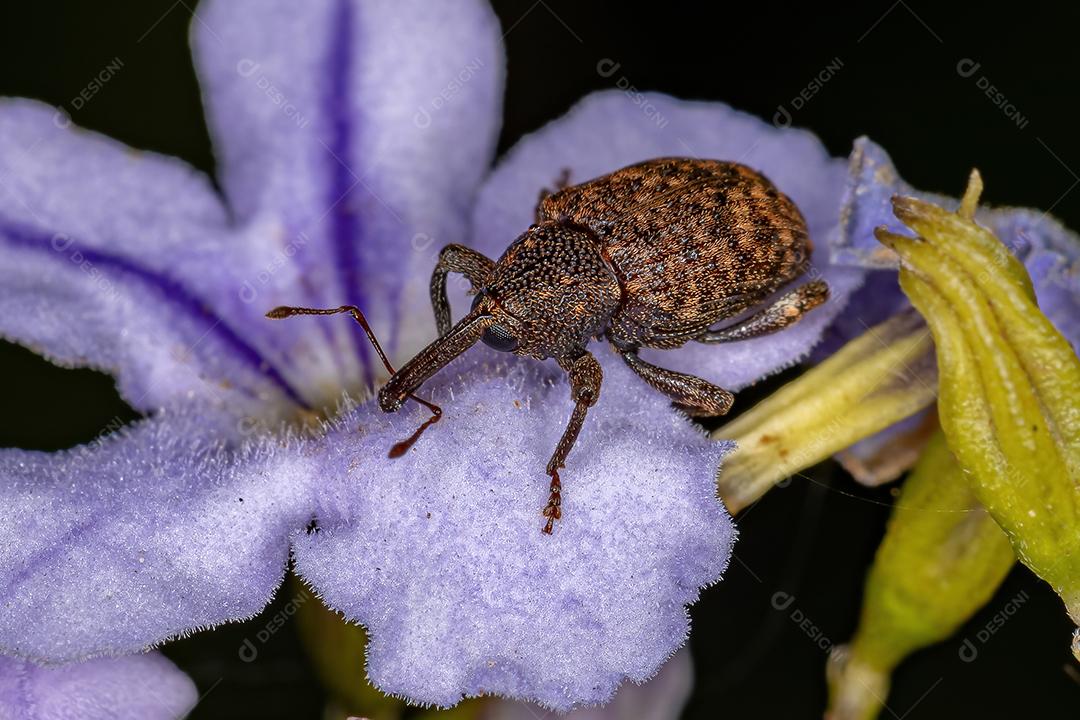 Adulto verdadeiro gorgulho da família Curculionidae em um skyflower