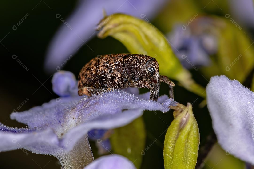 Adulto verdadeiro gorgulho da família Curculionidae em um skyflower