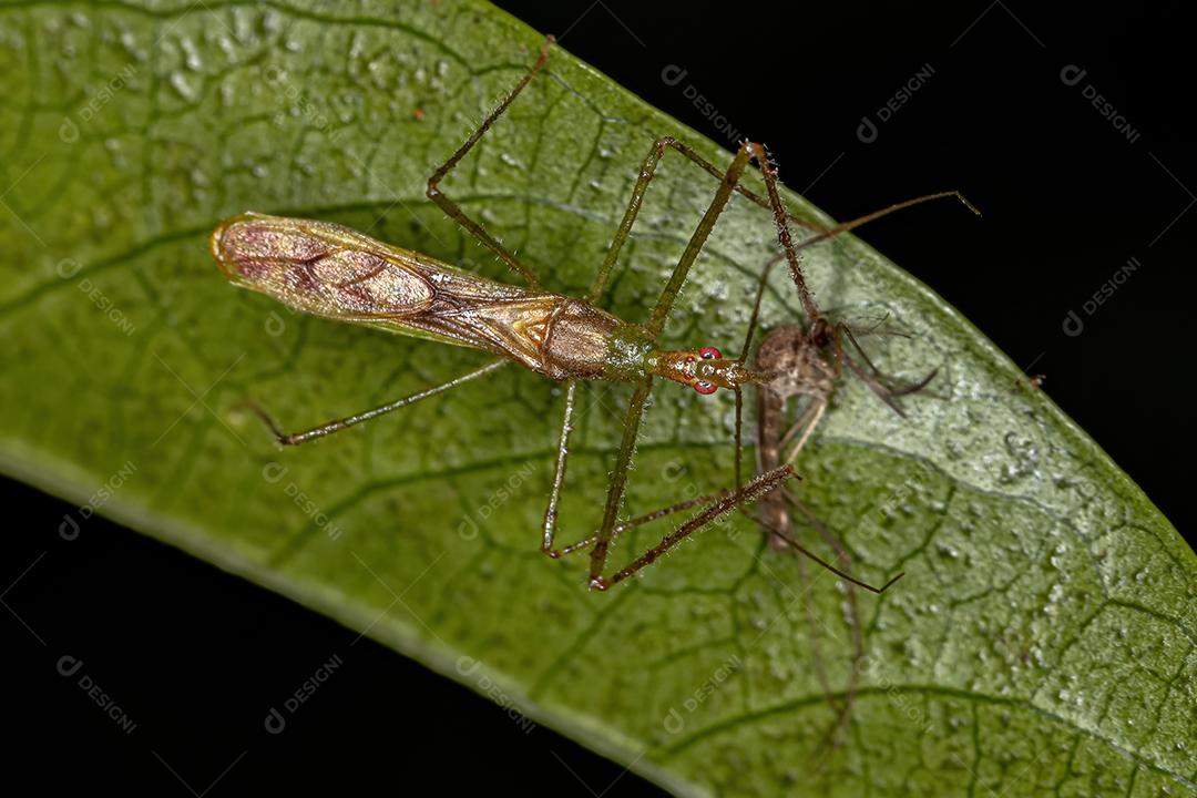 Inseto Assassino Adulto da Tribo Harpactorini atacando um Mosquito Culicino Adulto do Gênero Culex