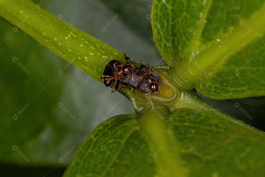 Tartaruga-preta adulta pequena do gênero Cephalotes e formigas-mirmicinas