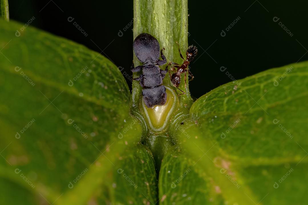 Formiga-da-tartaruga-preta adulta pequena do gênero Cephalotes e formiga-mirmicina