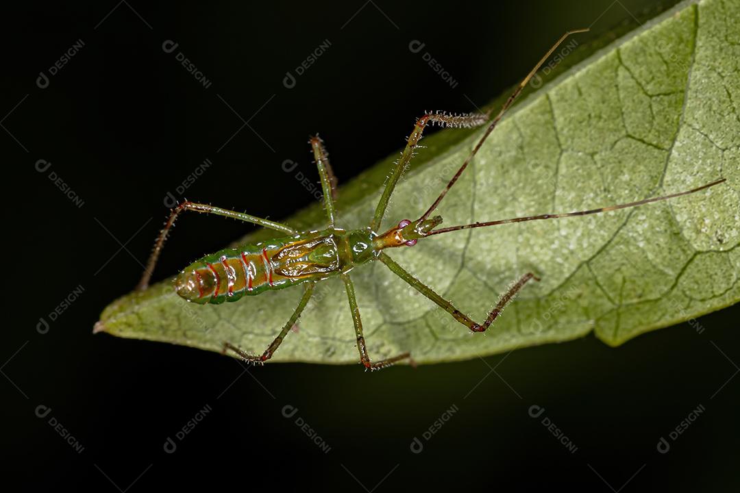 Assassin Bug Ninfa da Tribo Harpactorini