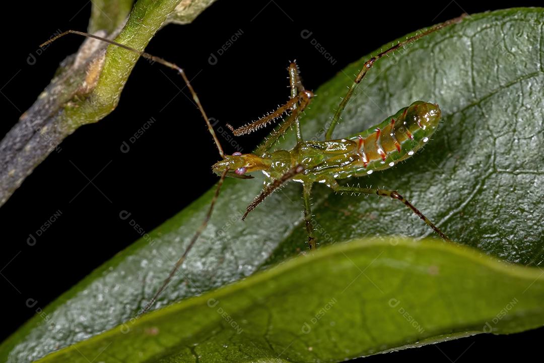 Assassin Bug Ninfa da Tribo Harpactorini