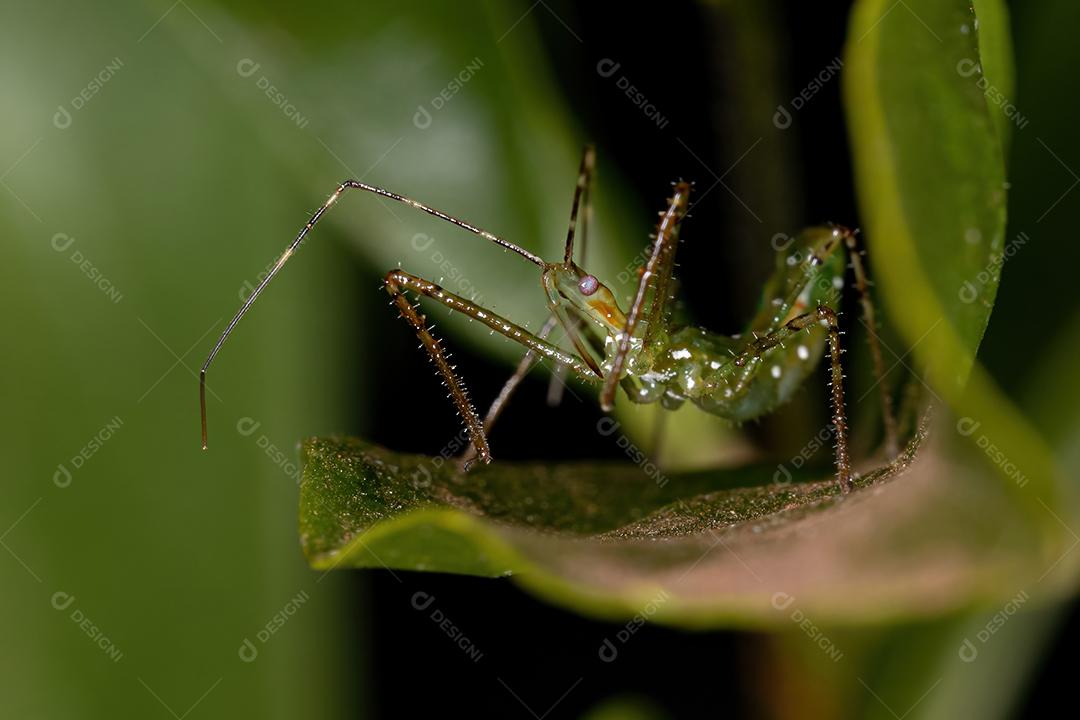 Assassin Bug Ninfa da Tribo Harpactorini
