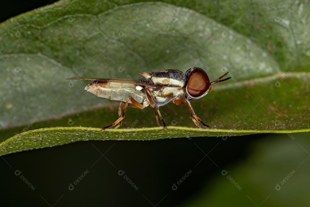 Mosca Soldado Adulto Pequeno da Subfamília Stratiomyinae em uma folha