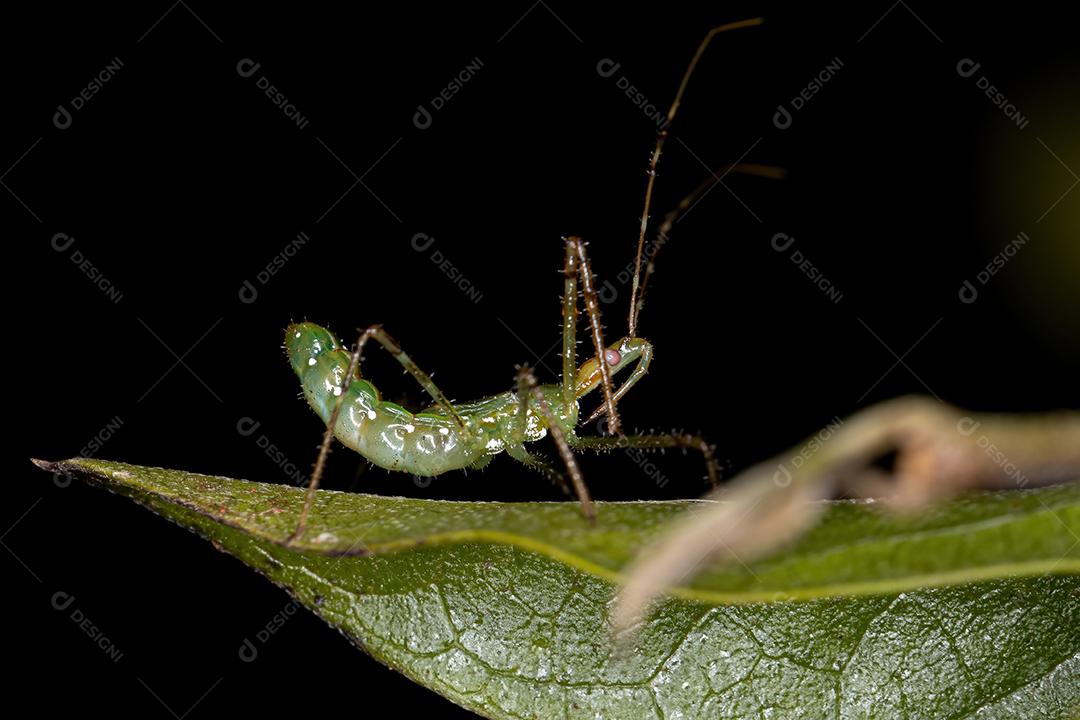 Assassin Bug Nymph of the Tribe Harpactorini