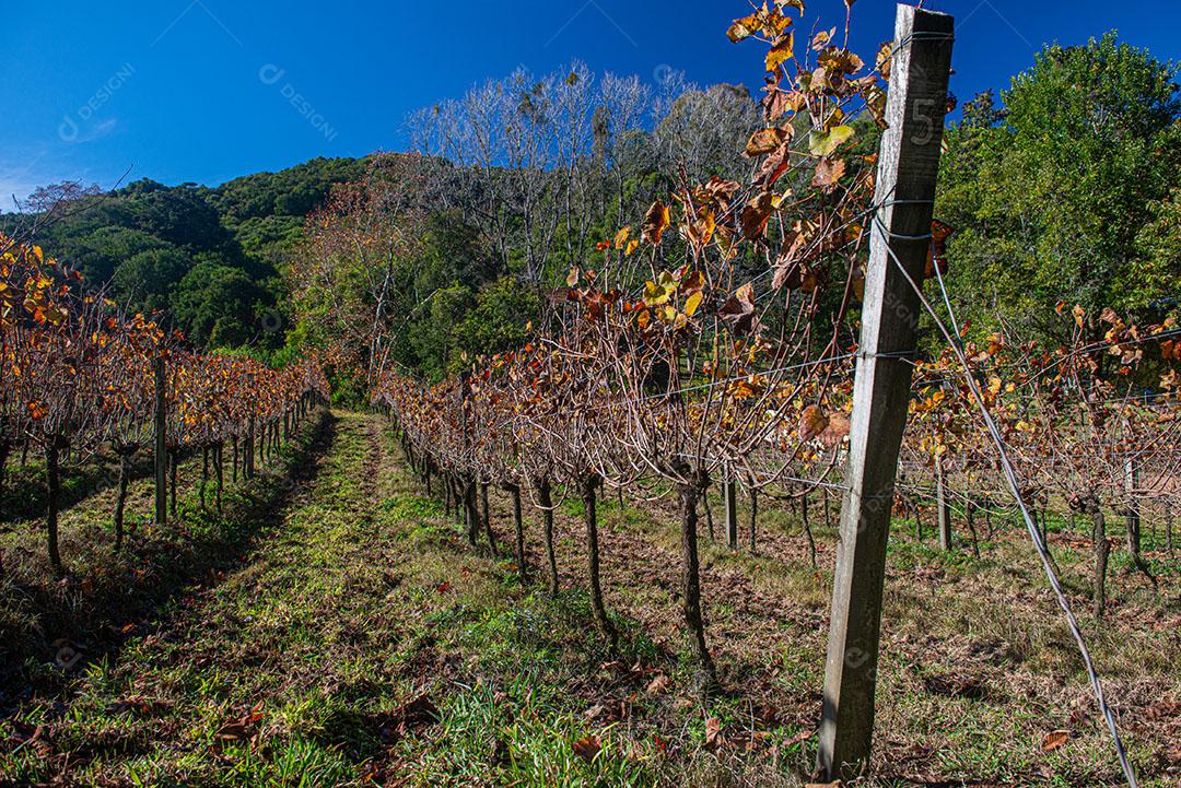 Vinhedo Com Plantações De Uva Cabernet Imagem JPG