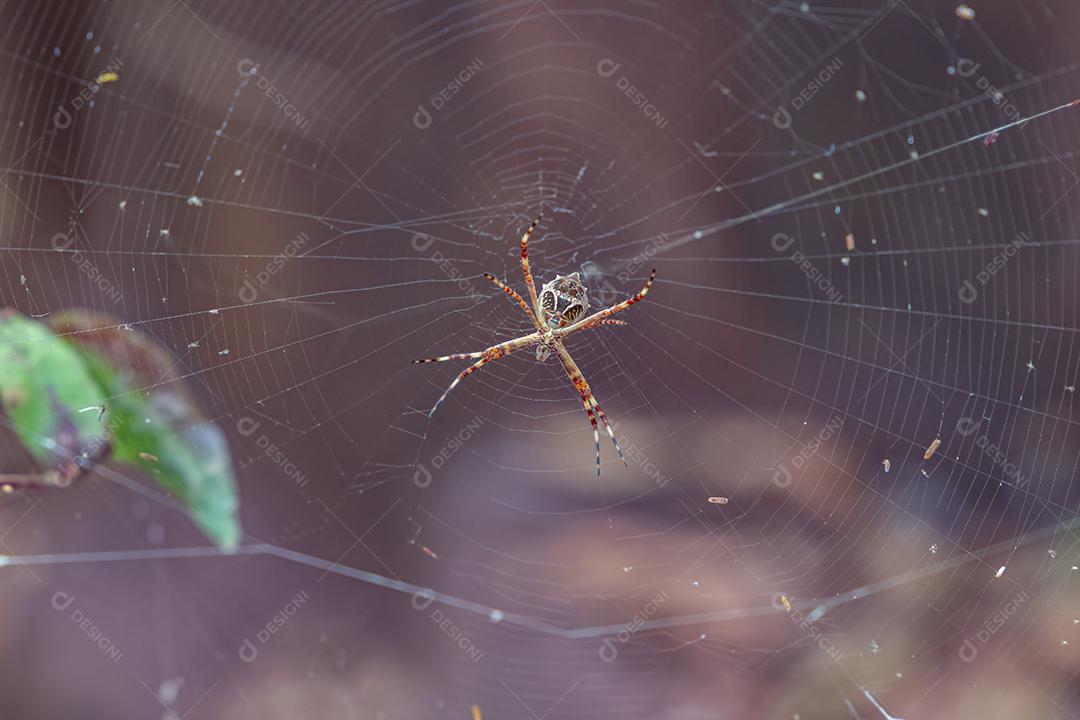 Fêmea adulta Orbweaver de jardim da espécie Argiope argentata