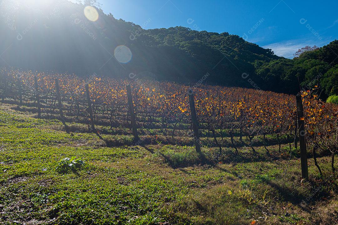 Vinhedo Com Plantações De Uva Cabernet Imagem JPG