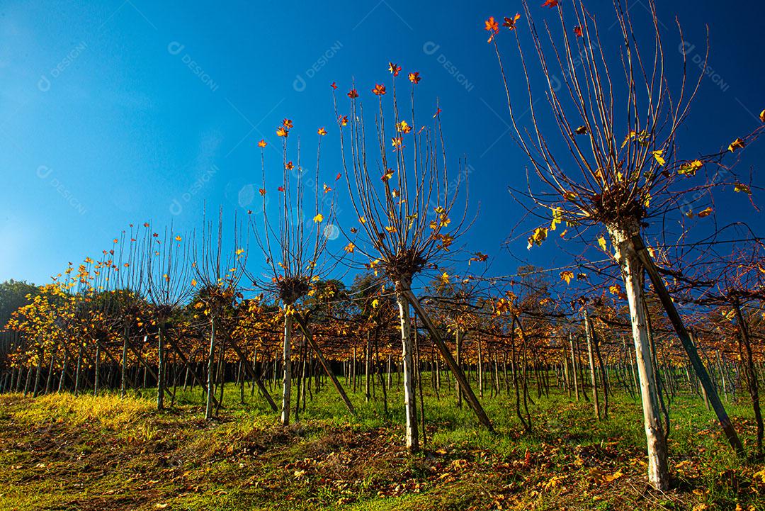 Vinhedo Com Plantações De Uva Cabernet Imagem JPG