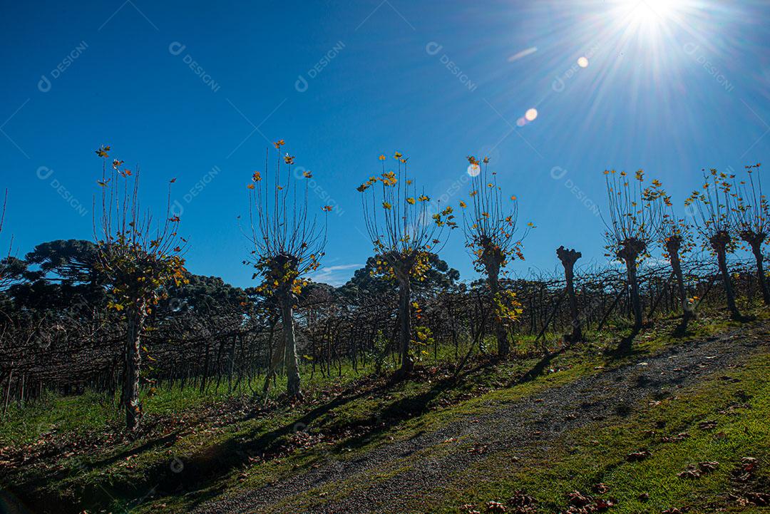 Vinhedos Com Plantações De Uva Cabernet Imagem JPG