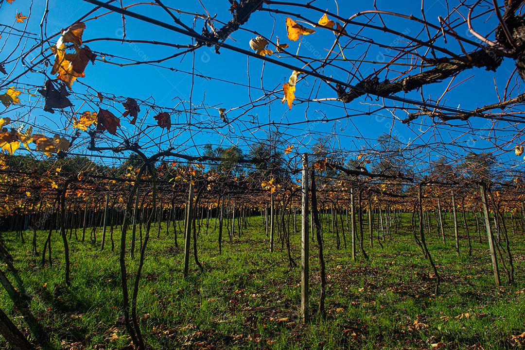 Vinhedo Com Plantações De Uvas Cabernet Imagem JPG