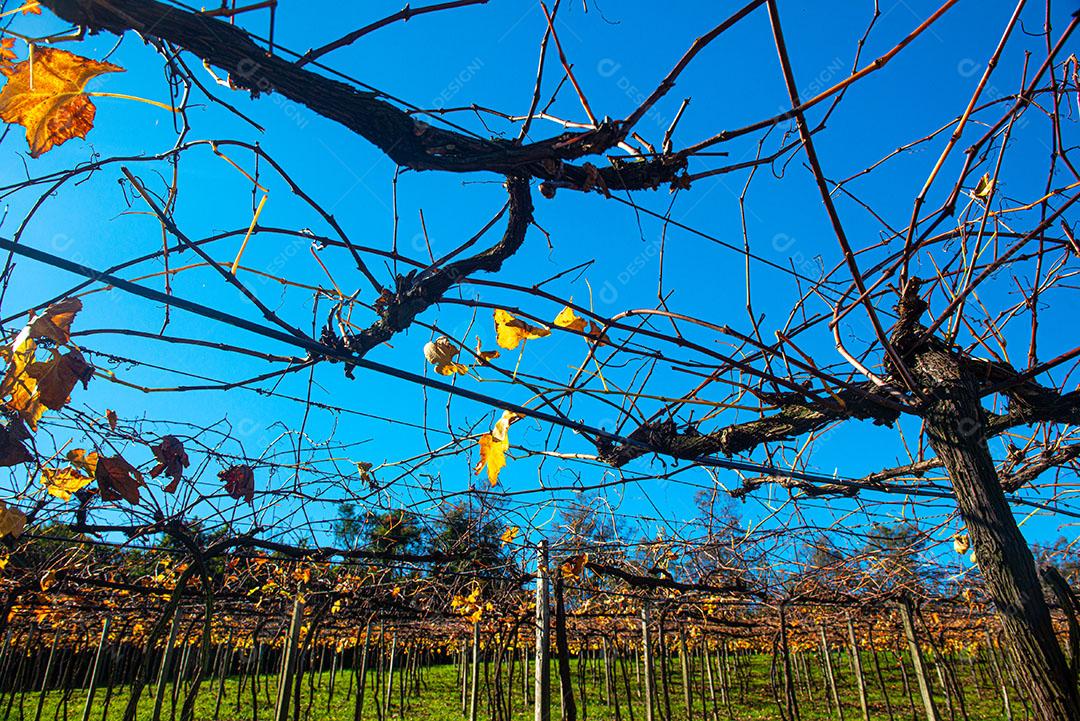 Vinhedo Com Plantações De Uva Cabernet Imagem JPG