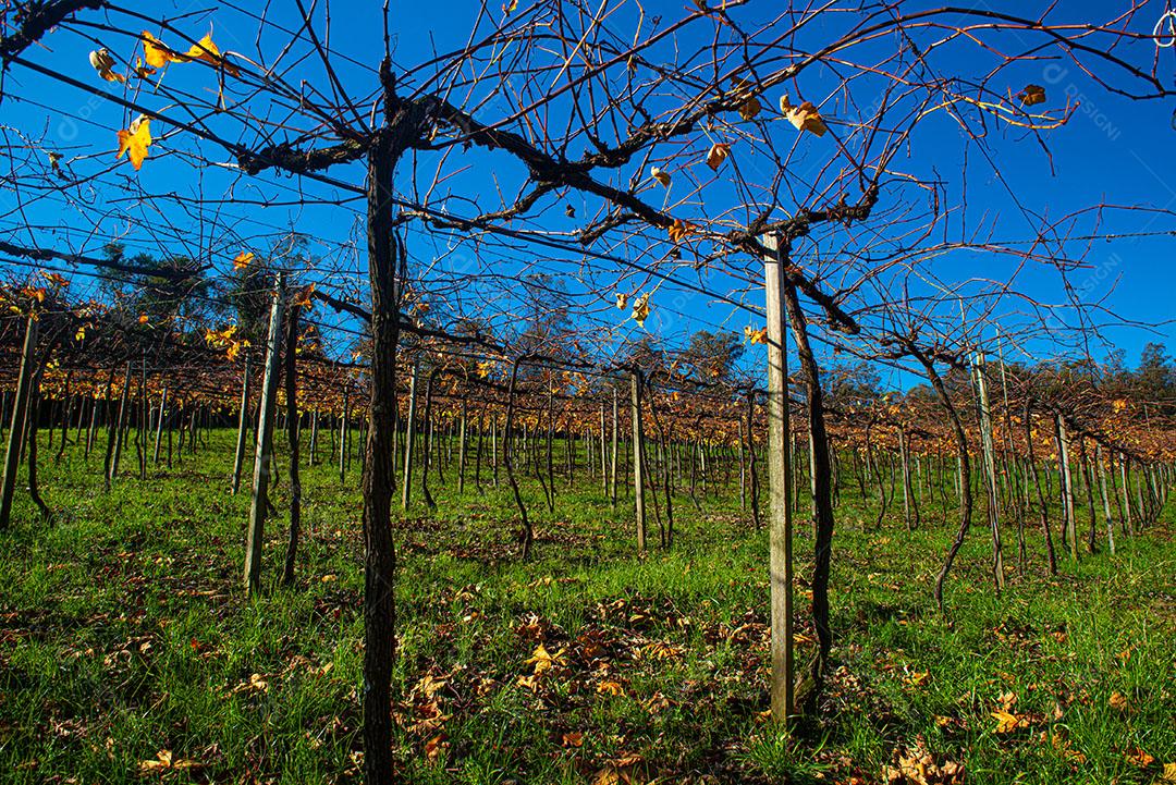 Vinhedos Com Plantações De Uvas Cabernet Imagem JPG