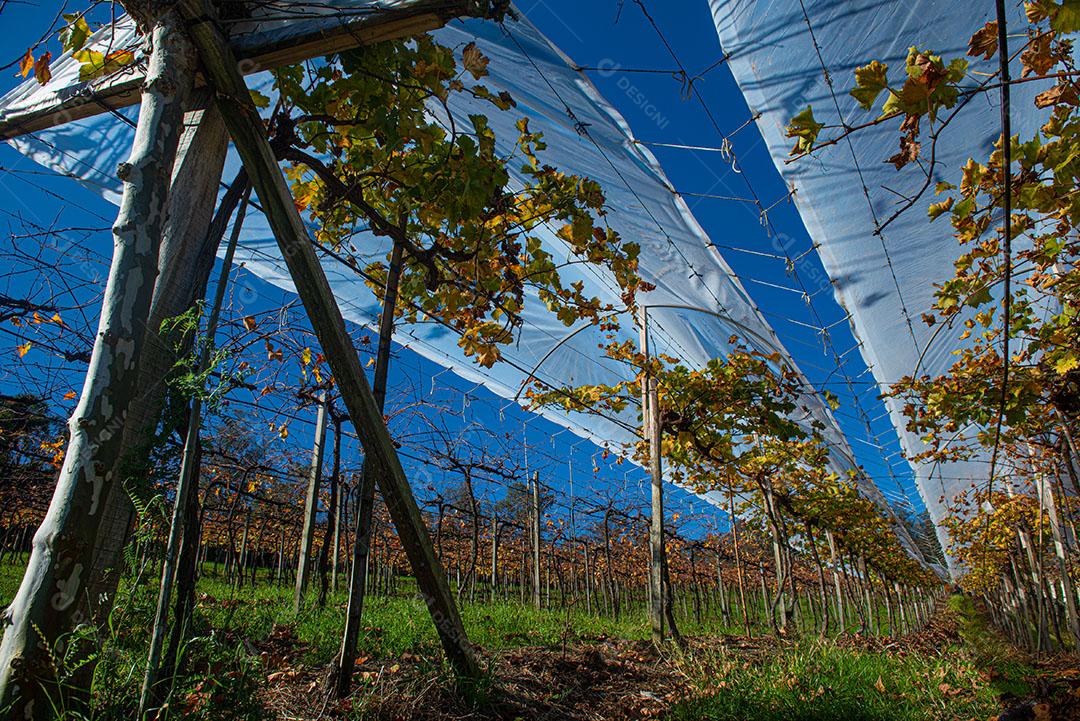 Vinhedos Com Plantações De Uva Cabernet Imagem JPG