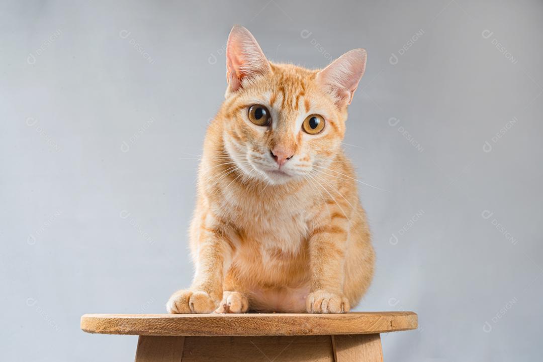 Animal gato domestico sobre banco de madeira