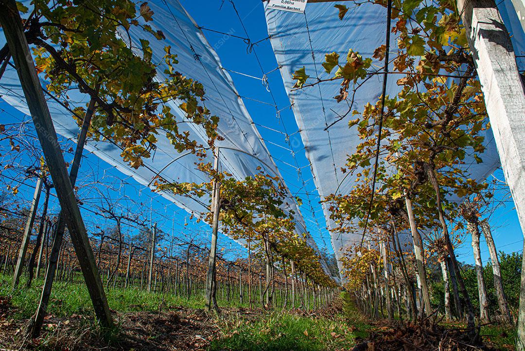 Vinhedo Com Plantações De Uvas Cabernet Imagem JPG