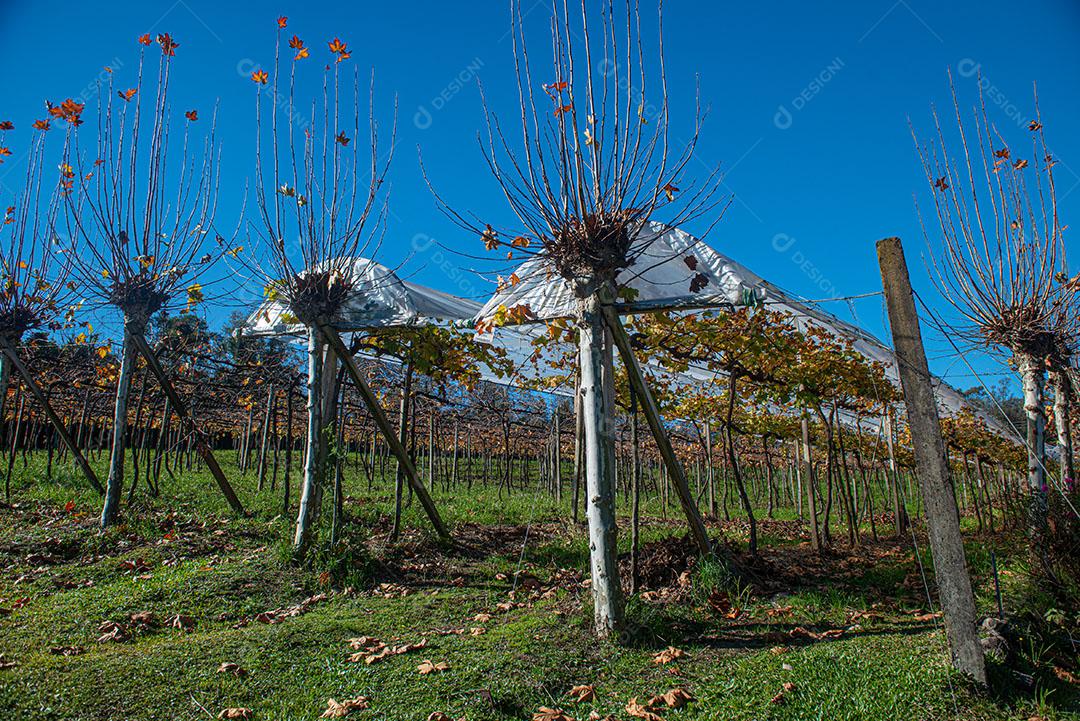 Vinhedo Com Plantações De Uva Cabernet Imagem JPG