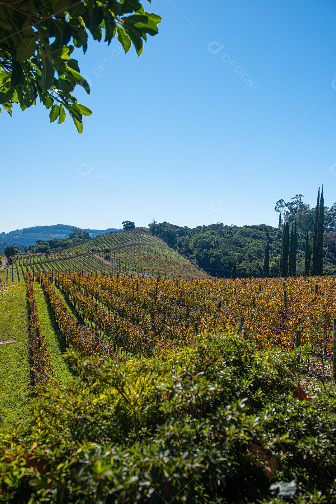 Vinhedos Com Plantações De Uvas Cabernet Imagem JPG