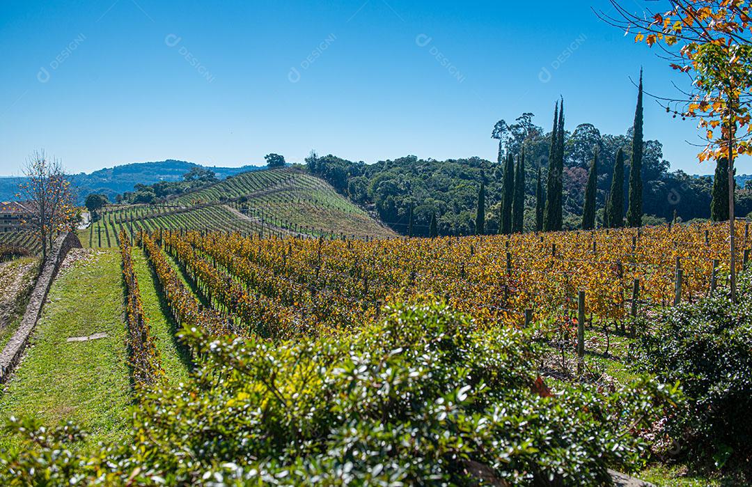 Vinhedos Com Plantações De Uvas Cabernet Imagem JPG