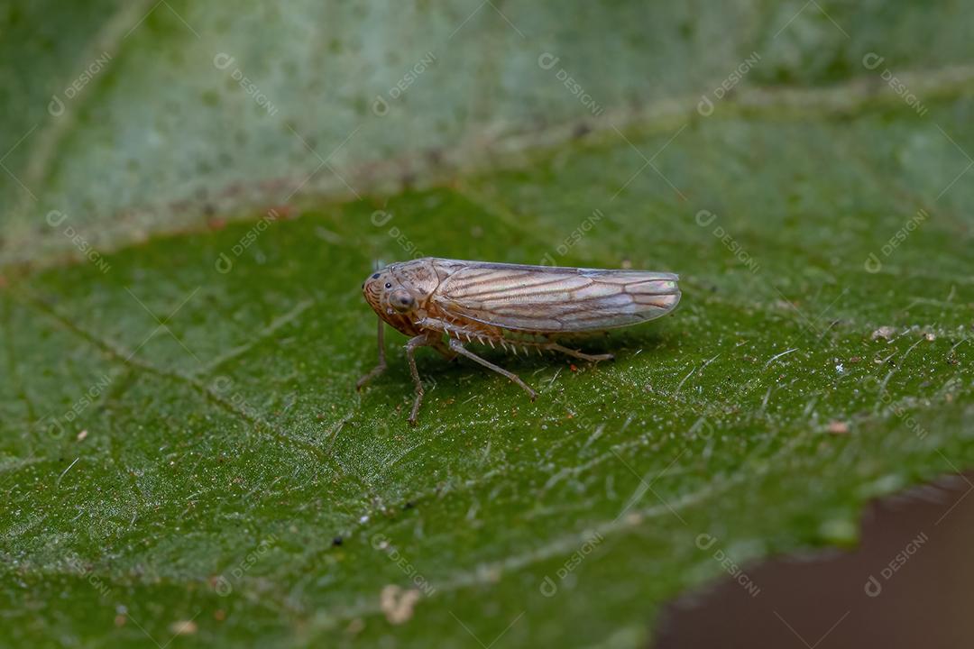 Cigarrinha típica adulta da família Cicadellidae