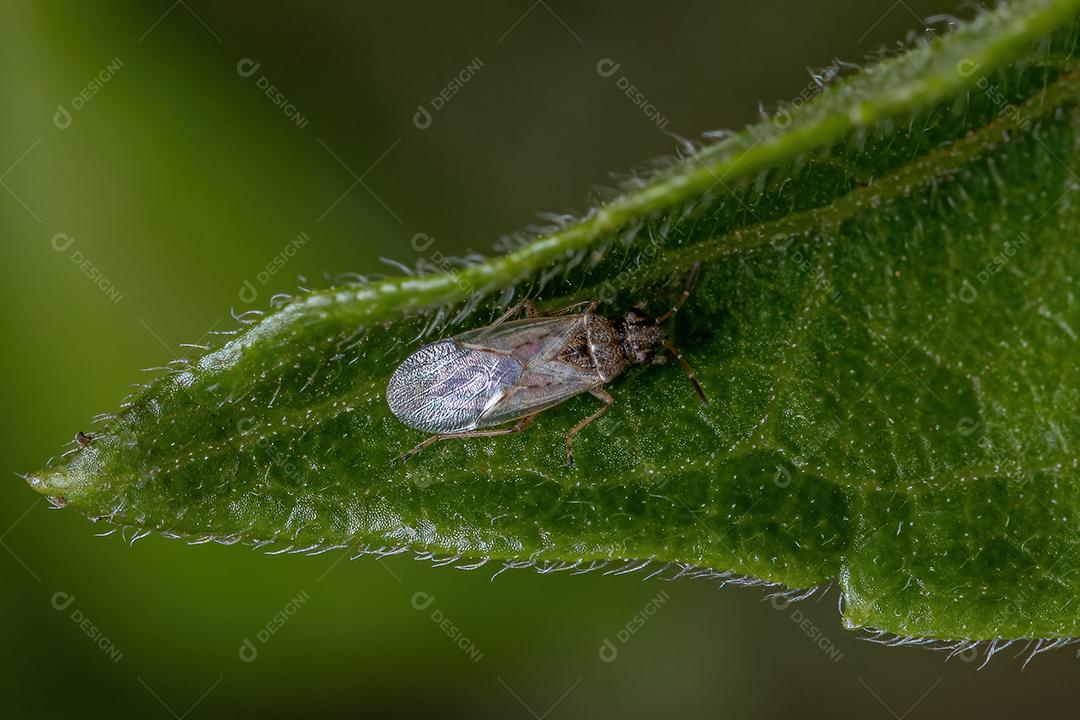 Inseto-semente adulto da família Lygaeidae