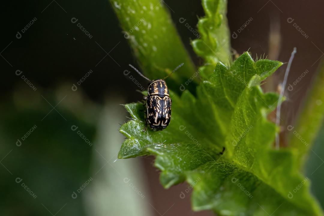 Besouro de folha com escritura pequena do gênero Pachybrachis