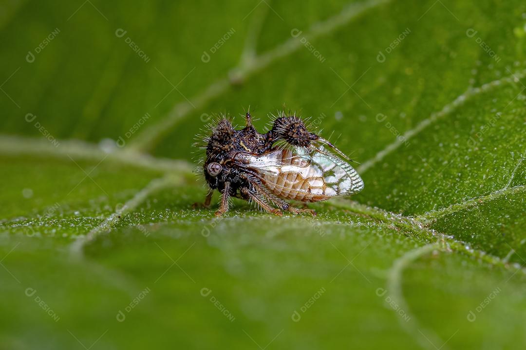 Buffalo Treehopper adulto da Cyphonia clavigera