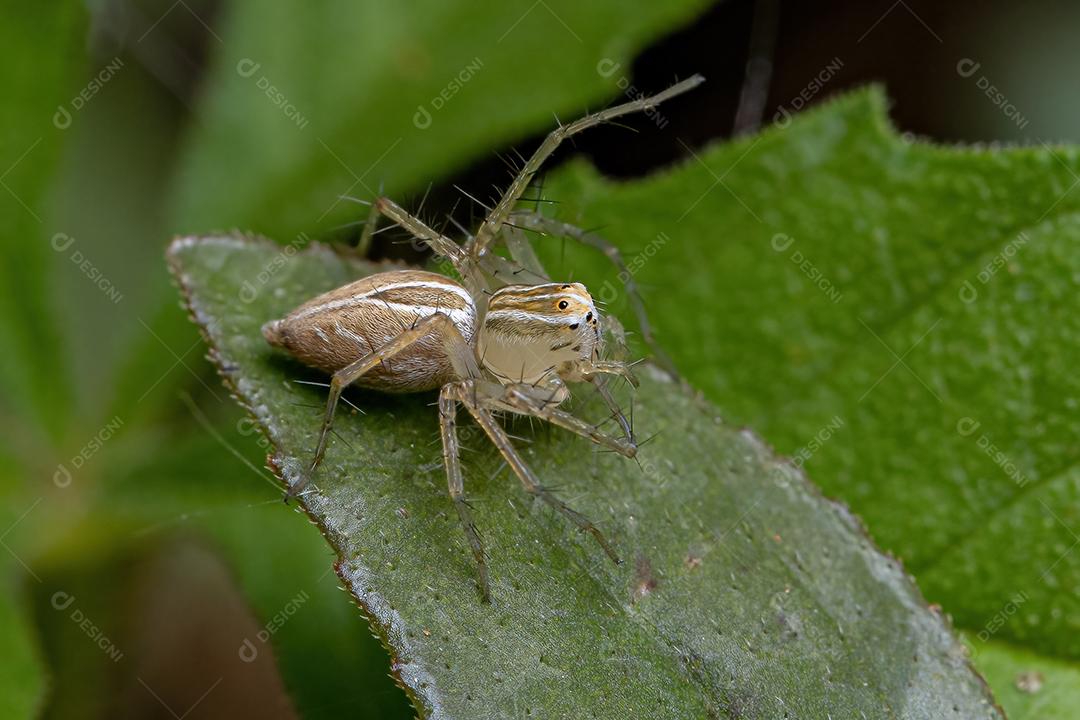 Aranha lince listrada do gênero Oxyopes