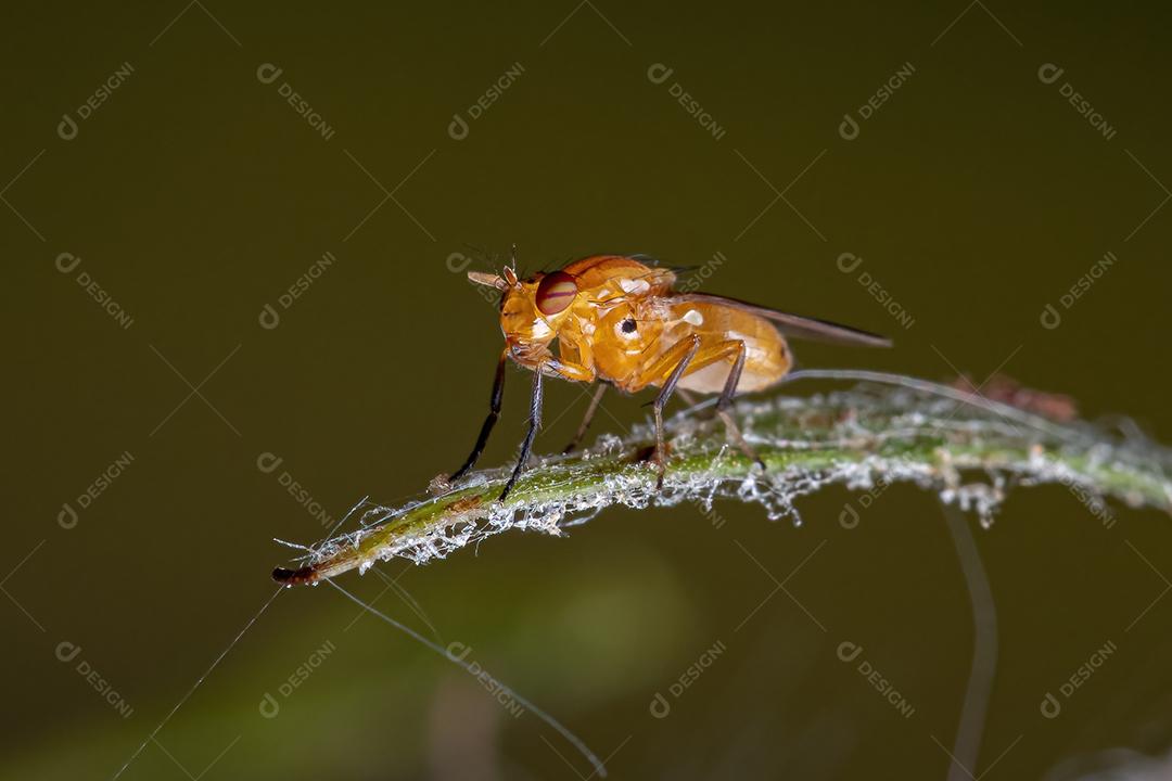 Mosca Acaliptrada Adulta do Zoosubseção Acalyptratae