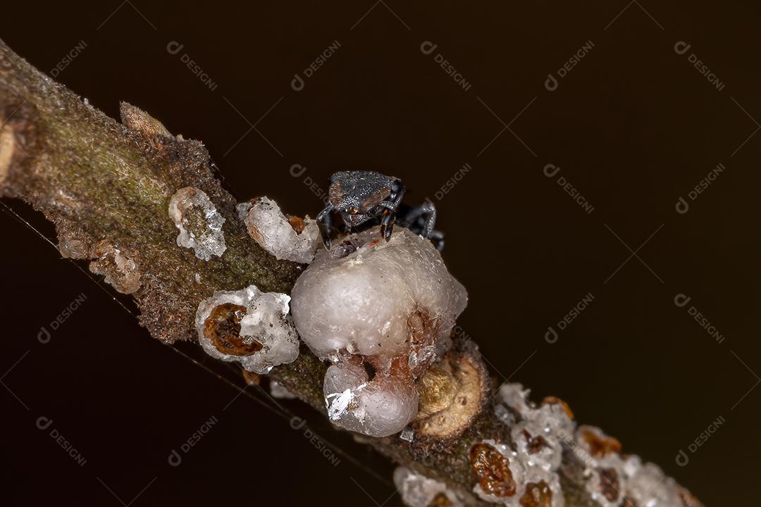 Tartaruga adulta pequena do gênero Cephalotes em simbiose com escamas de tartaruga