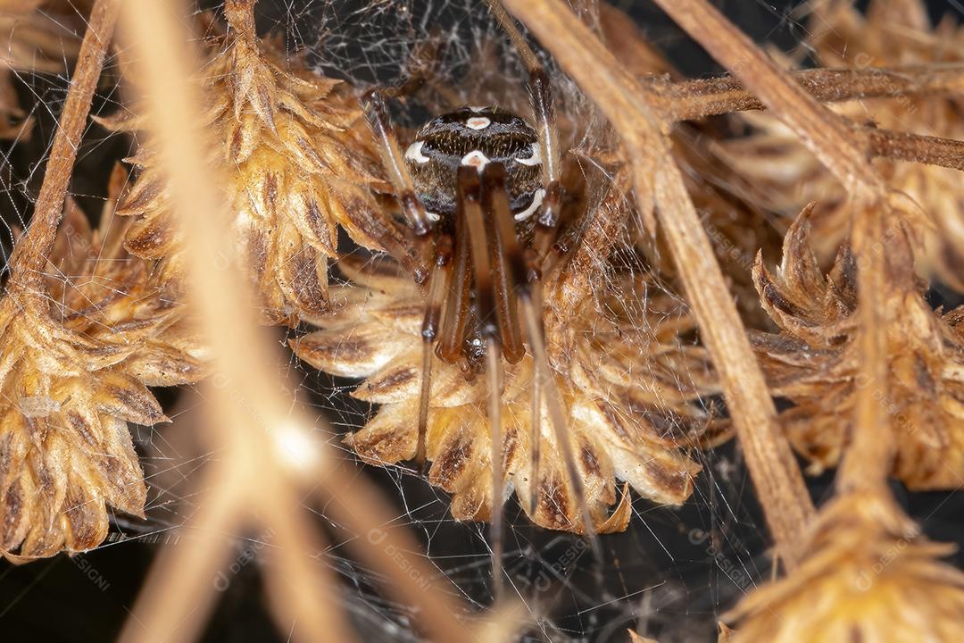 Viúva marrom fêmea da espécie Latrodectus geometricus