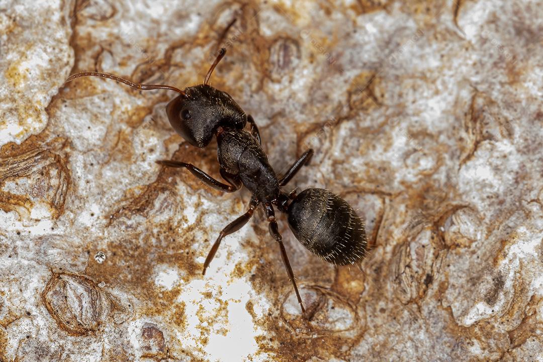 Formiga carpinteira adulta do gênero Camponotus