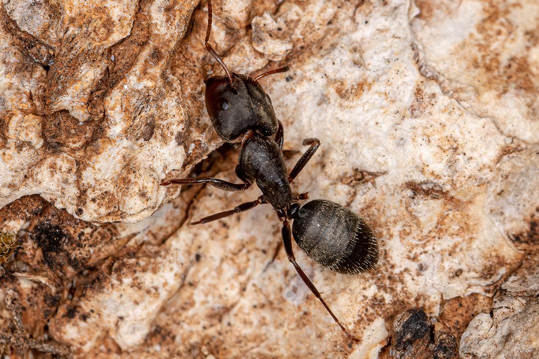 Formiga carpinteira adulta do gênero Camponotus