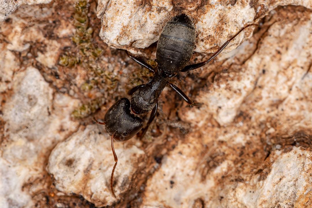 Formiga carpinteira adulta do gênero Camponotus